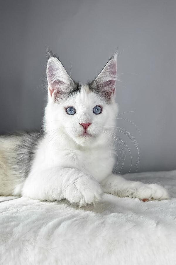 Elsa | Maine Coon Kitten