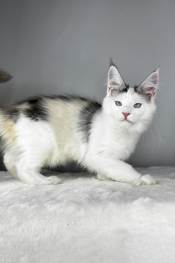 Elsa | Maine Coon Kitten