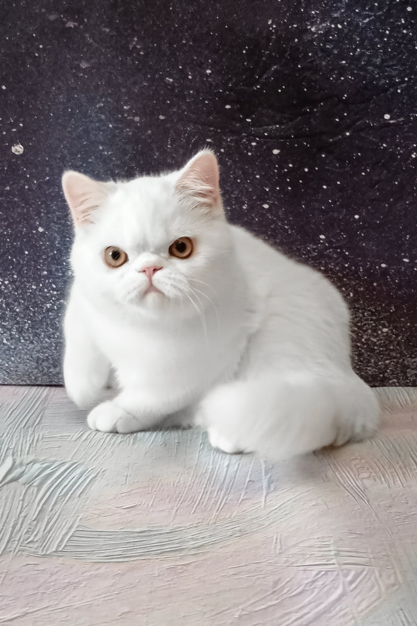 Elton | Exotic Shorthair Kitten