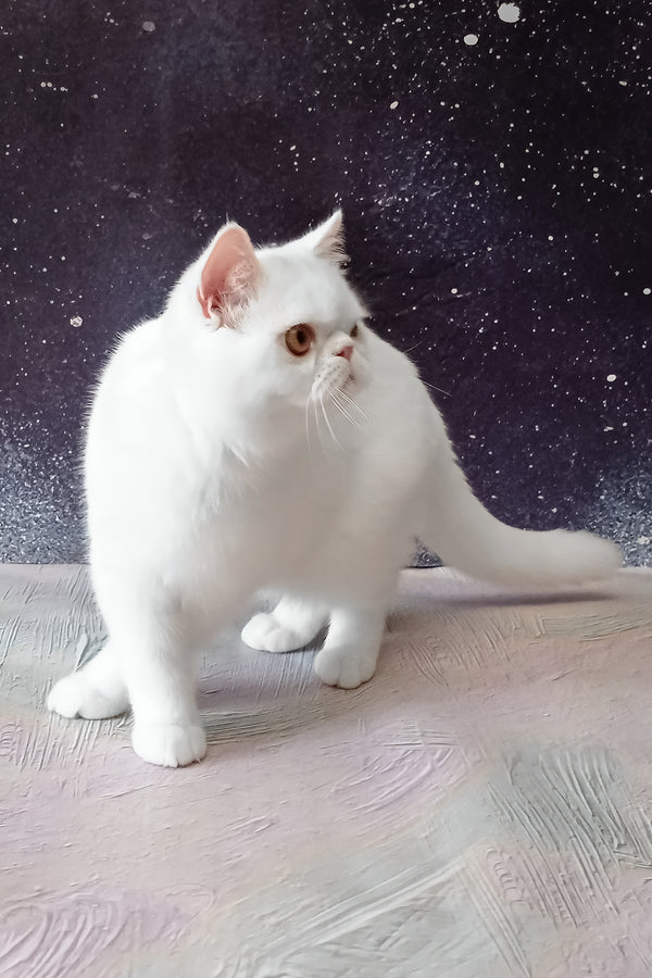 Elton | Exotic Shorthair Kitten