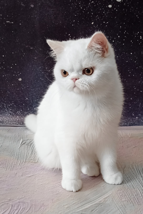 Elton | Exotic Shorthair Kitten