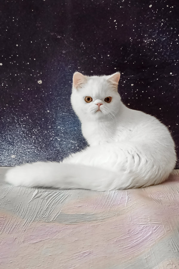 Elton | Exotic Shorthair Kitten