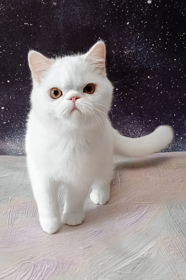 Elton | Exotic Shorthair Kitten