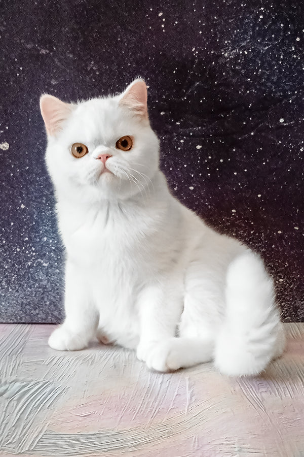 Elton | Exotic Shorthair Kitten