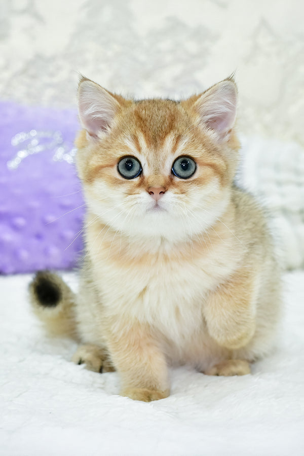 Elvin | British Shorthair Kitten