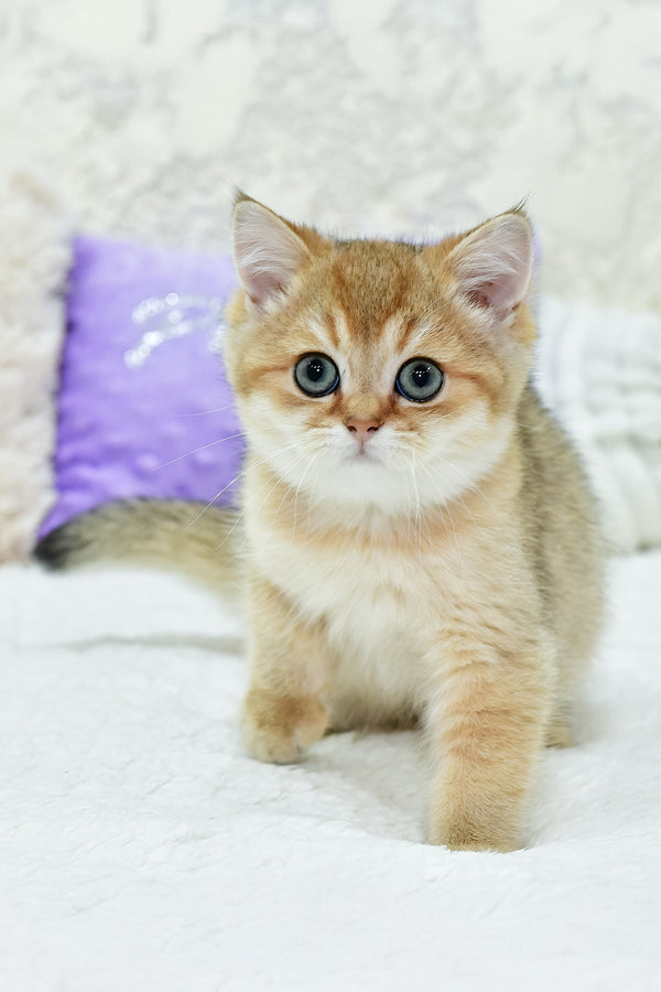 Elvin | British Shorthair Kitten