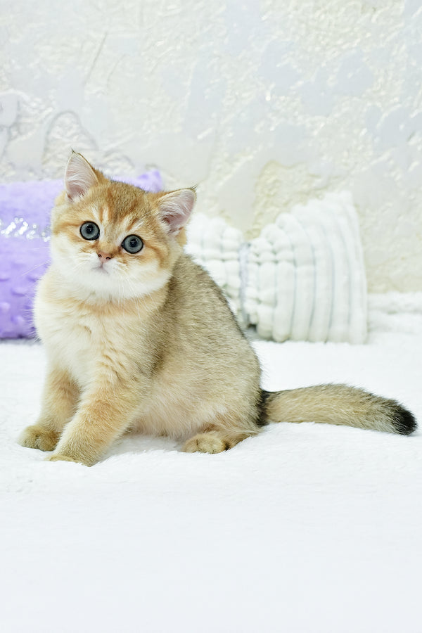 Elvin | British Shorthair Kitten
