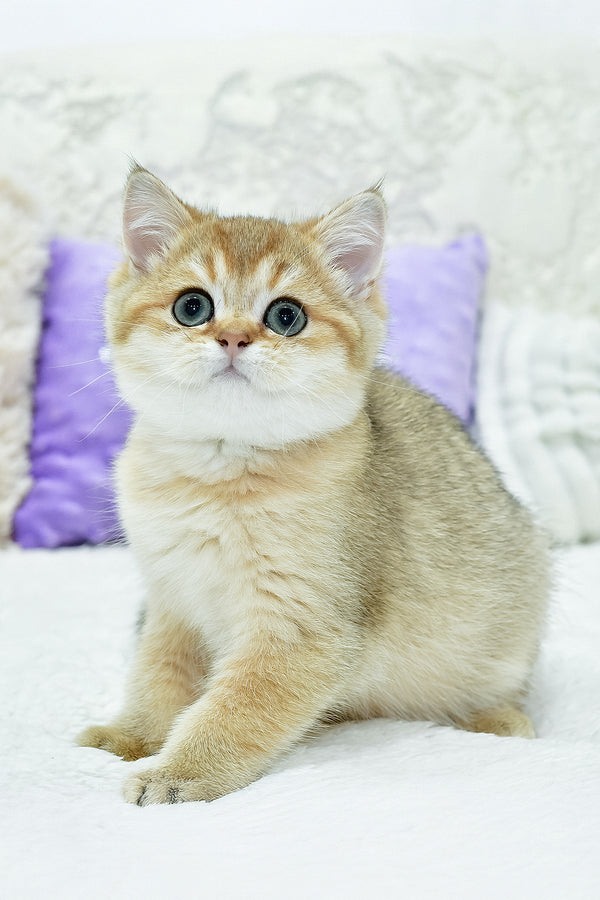 Elvin | British Shorthair Kitten