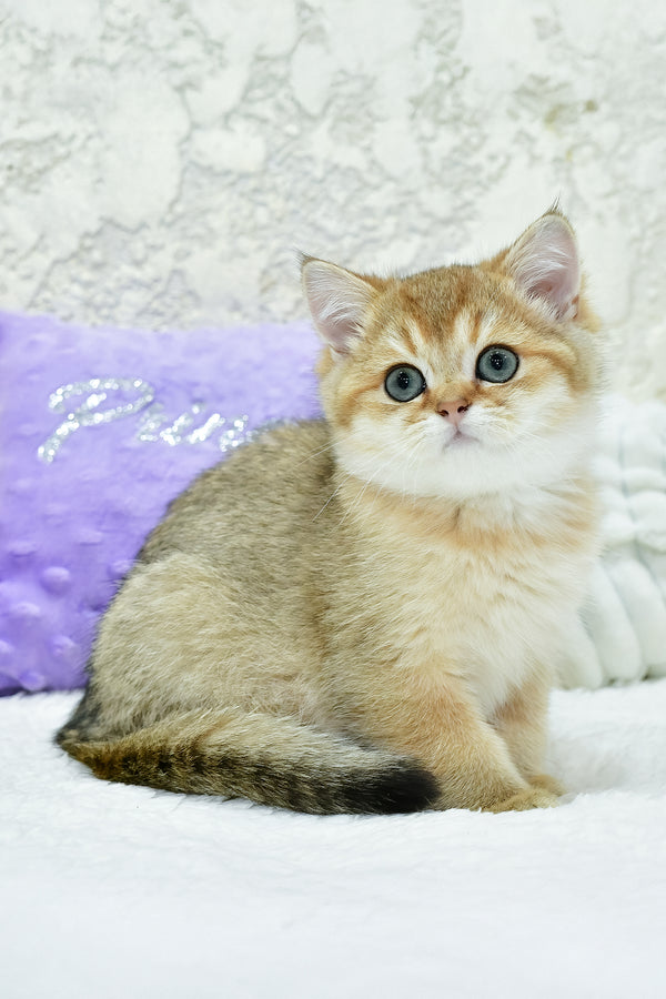 Elvin | British Shorthair Kitten