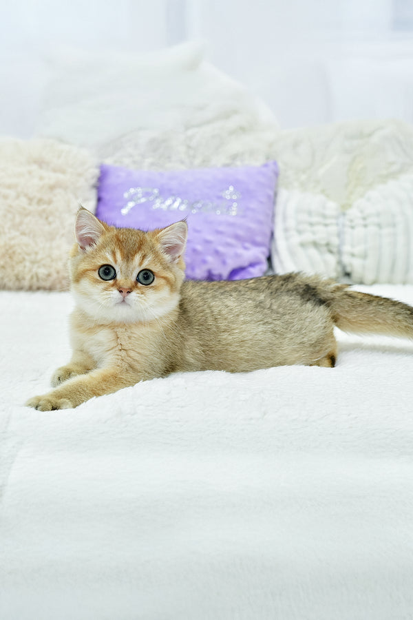 Elvin | British Shorthair Kitten