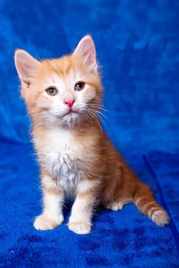 Elvis | Siberian Kitten