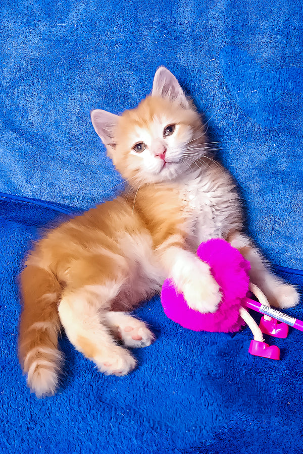 Elvis | Siberian Kitten