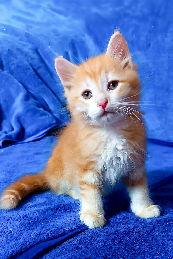 Elvis | Siberian Kitten