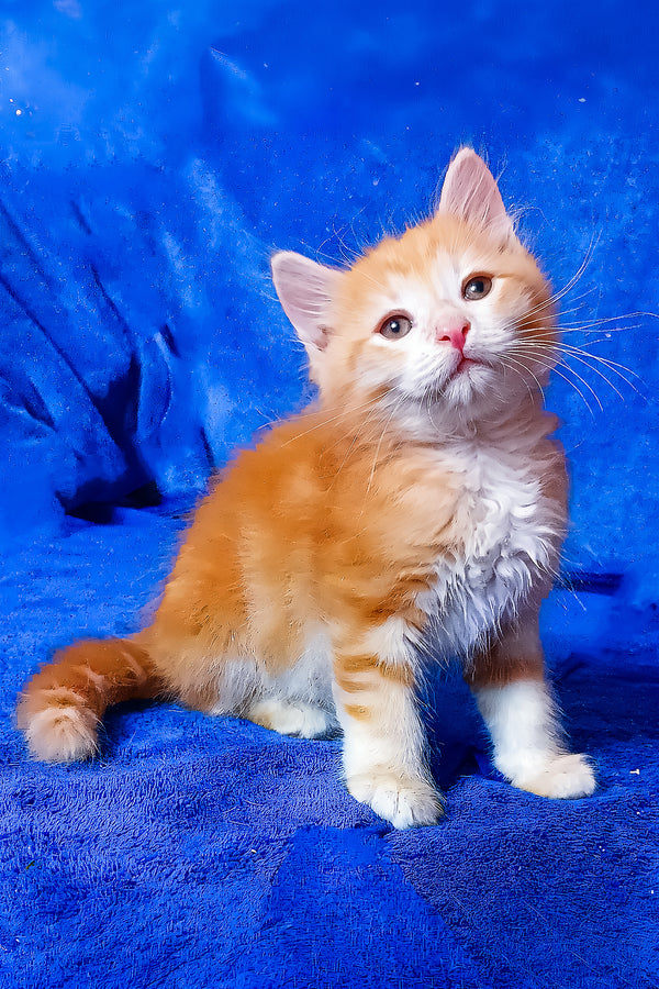 Elvis | Siberian Kitten