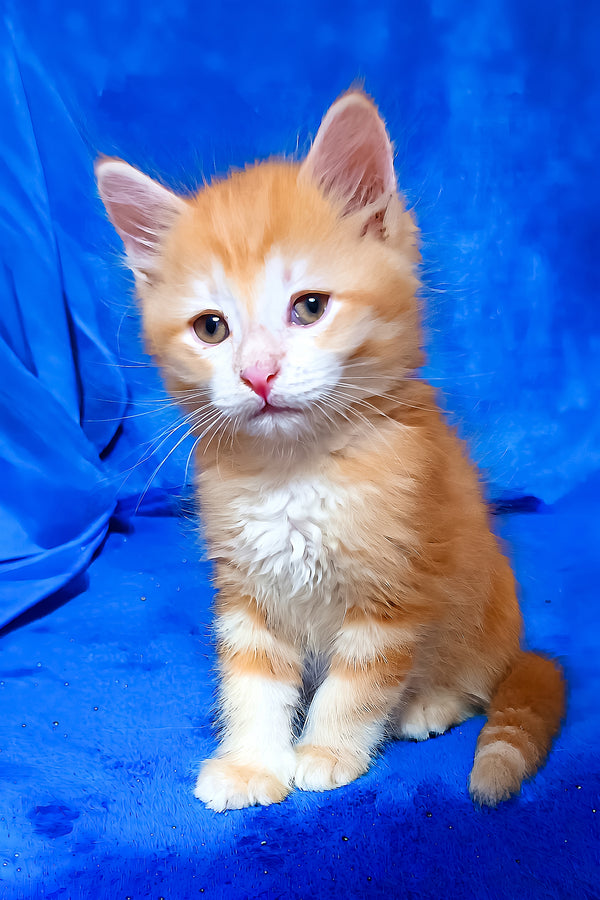 Elvis | Siberian Kitten