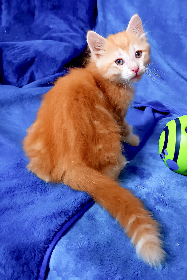 Elvis | Siberian Kitten