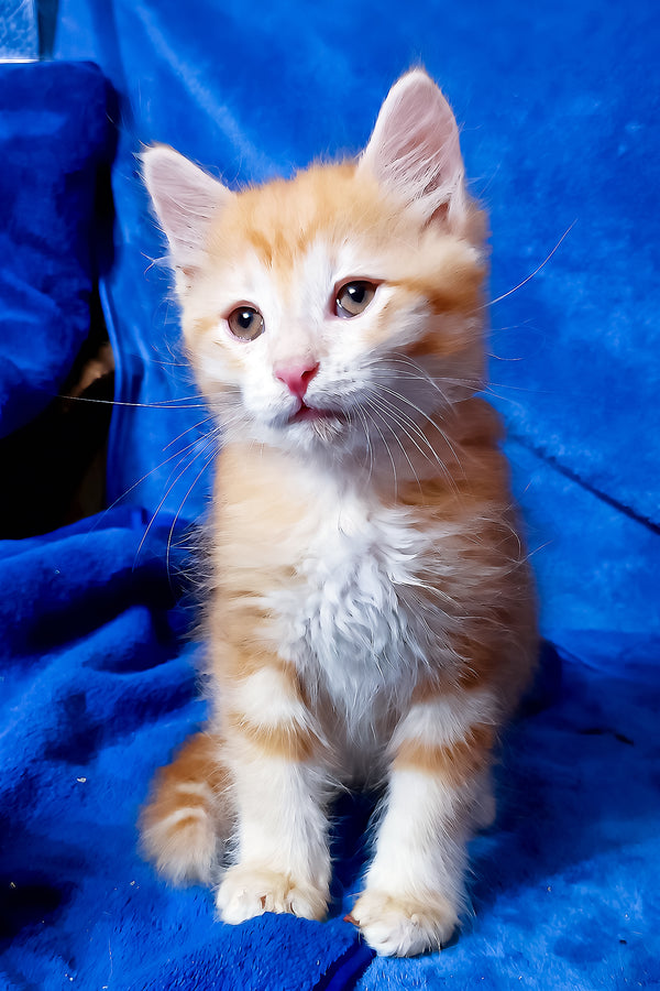 Elvis | Siberian Kitten