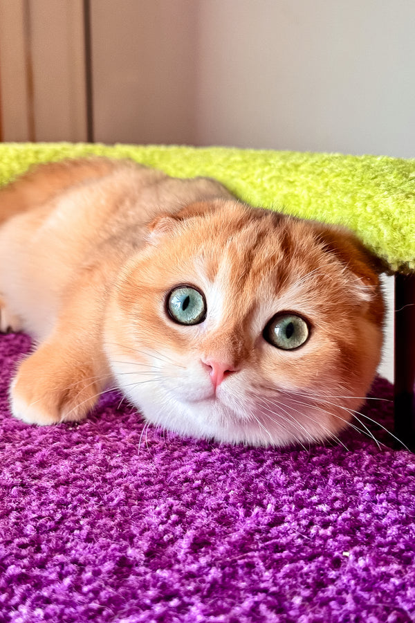 Elvis | Scottish Fold Kitten