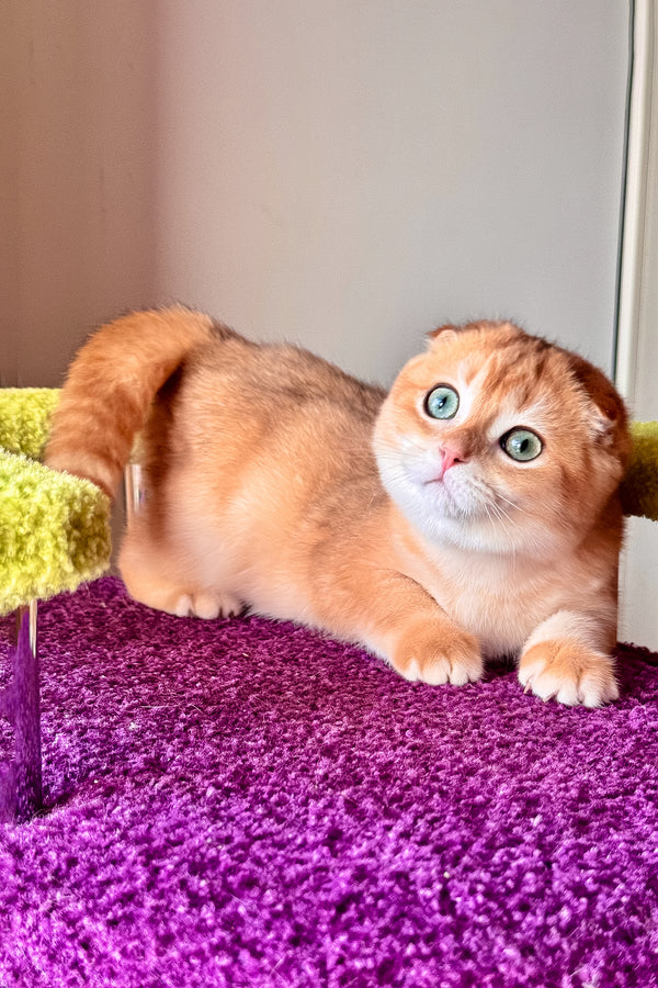 Elvis | Scottish Fold Kitten