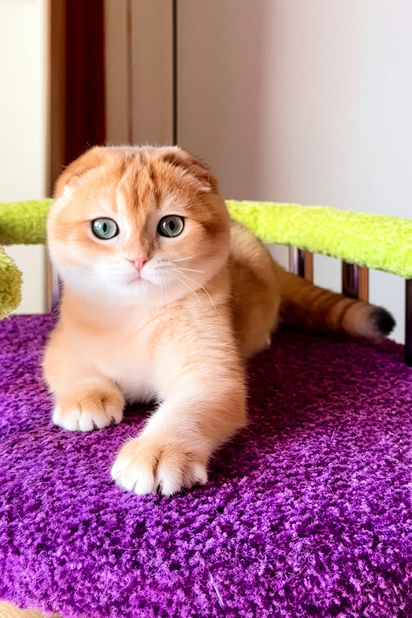 Elvis | Scottish Fold Kitten