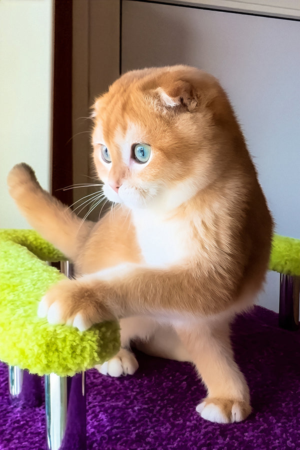 Elvis | Scottish Fold Kitten