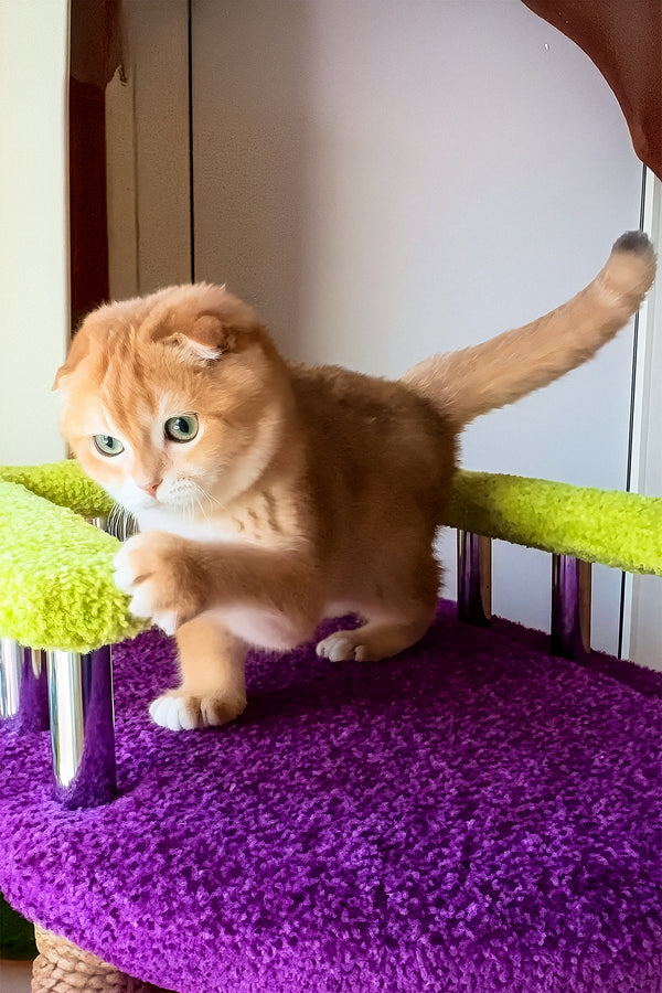 Elvis | Scottish Fold Kitten