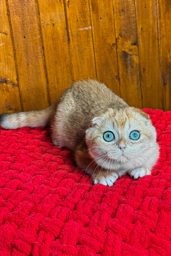 Elvis | Scottish Fold Kitten