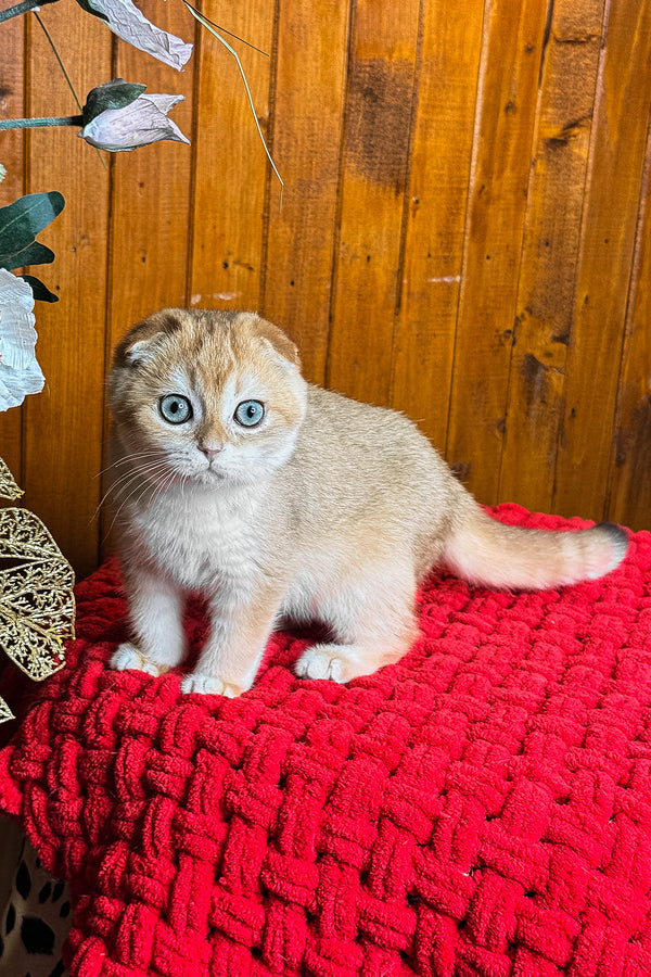 Elvis | Scottish Fold Kitten