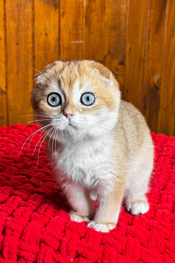 Elvis | Scottish Fold Kitten