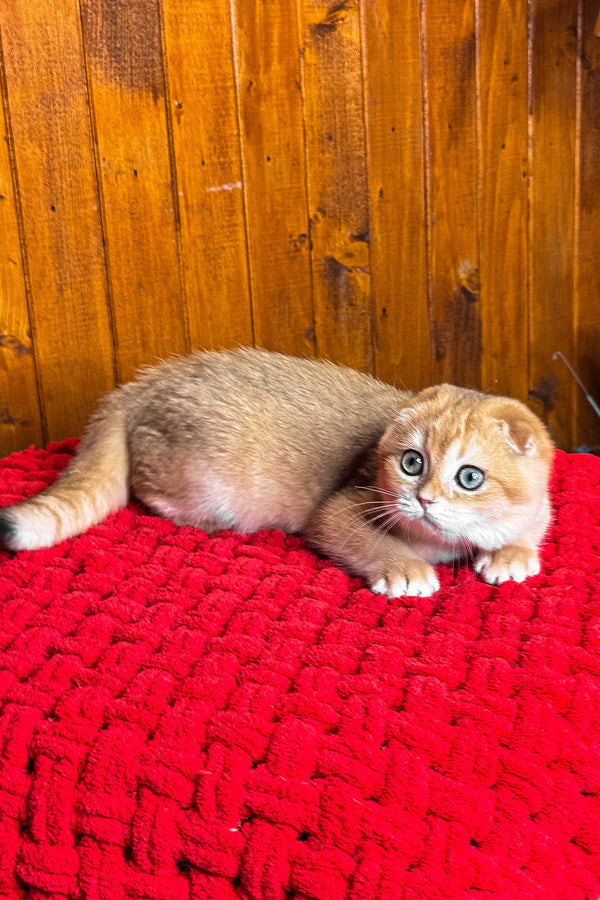 Elvis | Scottish Fold Kitten