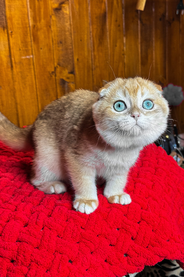 Elvis | Scottish Fold Kitten