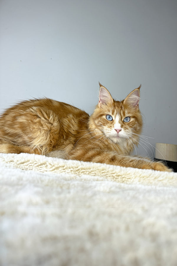 Ember | Maine Coon Kitten