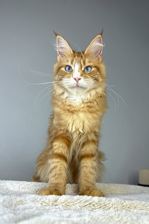 Ember | Maine Coon Kitten