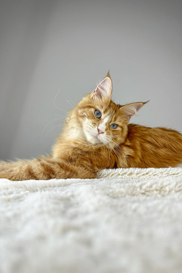 Ember | Maine Coon Kitten