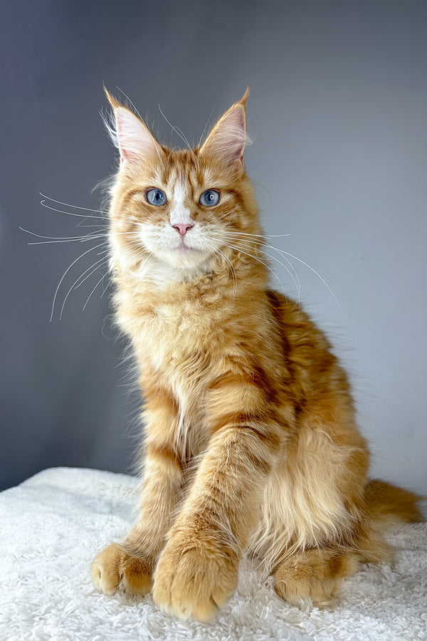 Ember | Maine Coon Kitten