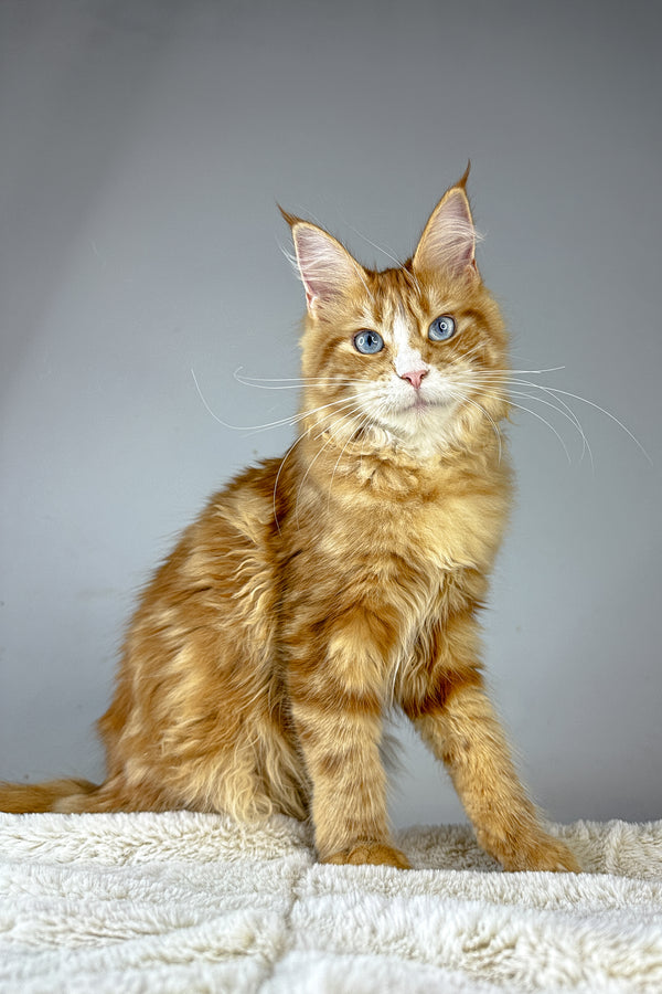 Ember | Maine Coon Kitten