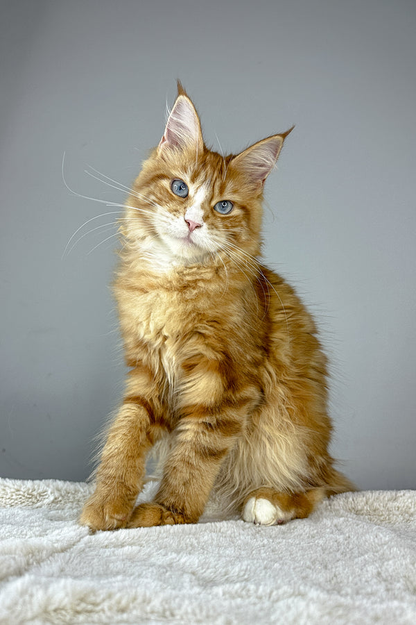 Ember | Maine Coon Kitten