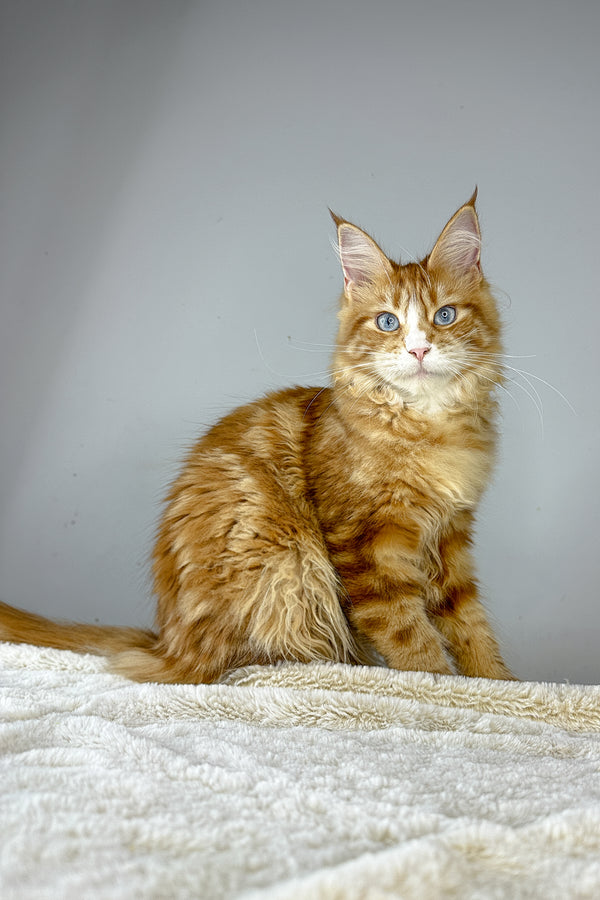 Ember | Maine Coon Kitten