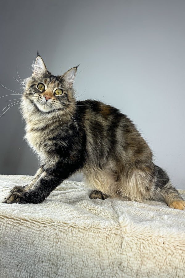 Emma | Maine Coon Kitten