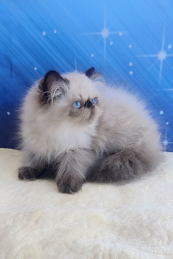 Emmi | Persian Kitten