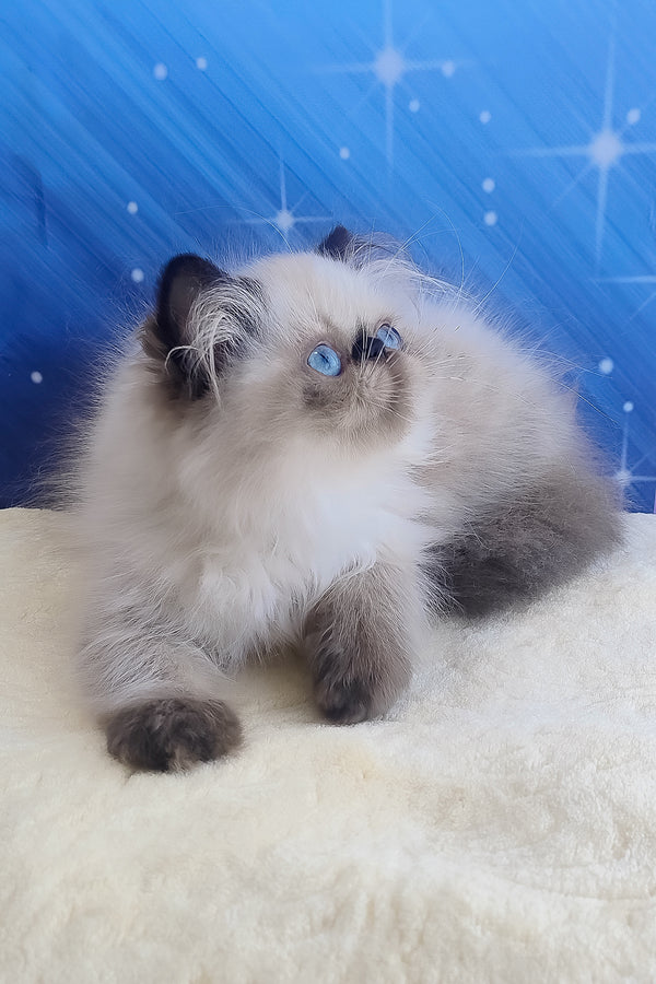 Emmi | Persian Kitten