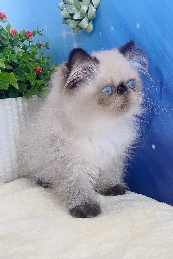 Emmi | Persian Kitten