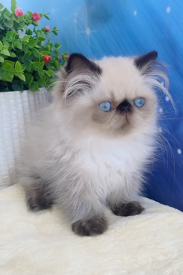 Emmi | Persian Kitten