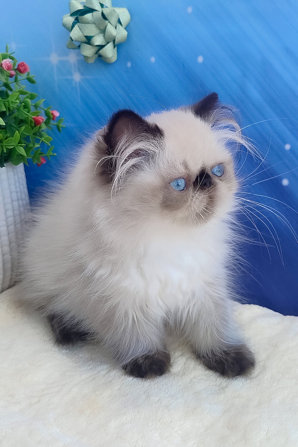 Emmi | Persian Kitten