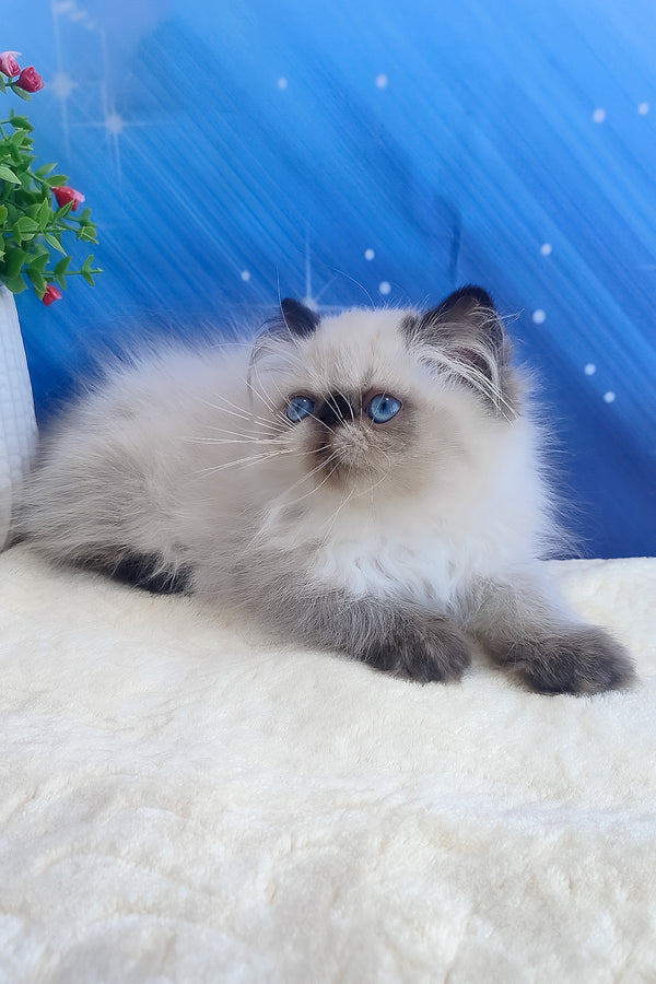 Emmi | Persian Kitten