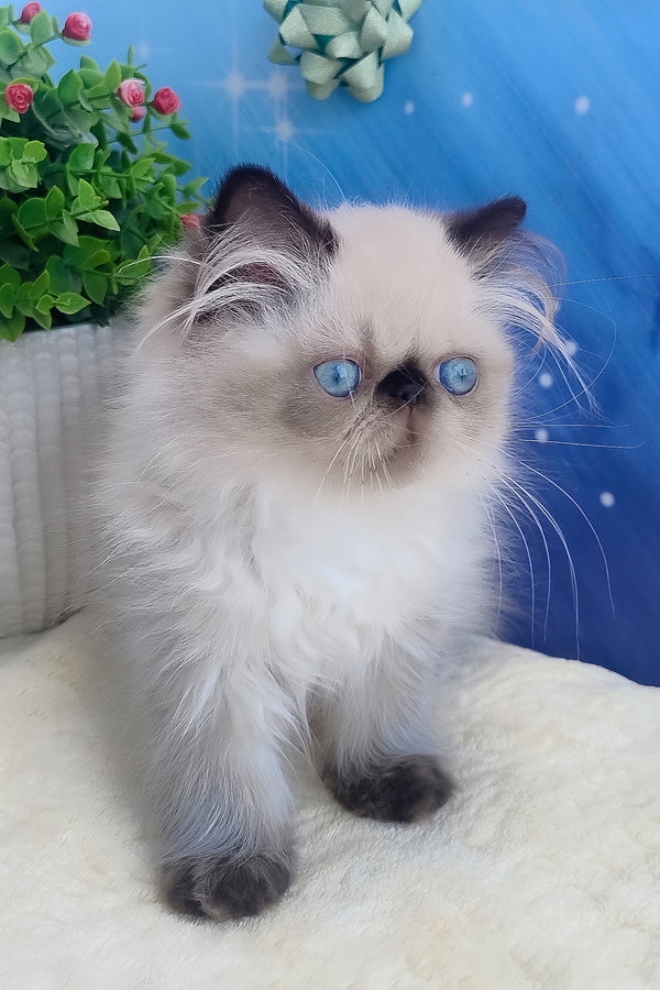 Emmi | Persian Kitten