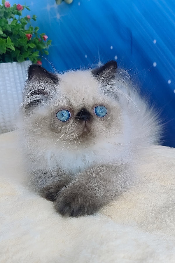 Emmi | Persian Kitten