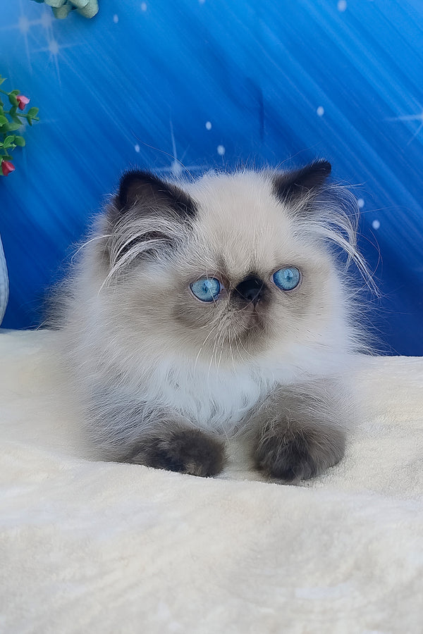 Emmi | Persian Kitten