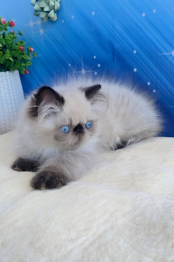 Emmi | Persian Kitten