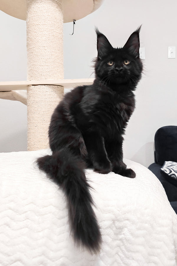 Enid | Maine Coon Kitten